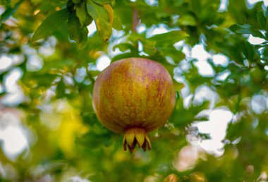 Bir ağacın yaprakları ile bir dalda asılı nar yeşil kırmızı