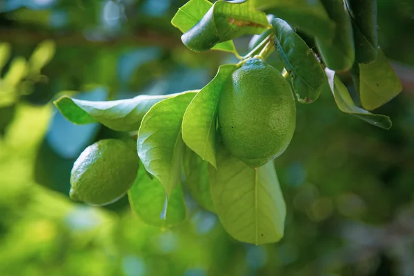 Grönt Citron Hängde Ett Träd Med Blad Solen — Stockfoto
