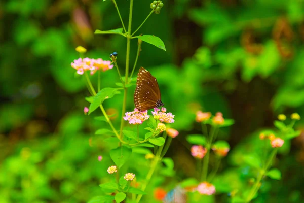 Borboleta sentada em uma flor com folhas verdes à luz do sol — Fotografia de Stock