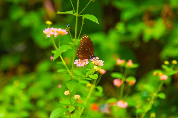 太陽の光の中で緑の葉のある花の上に座っている蝶 — ストック写真