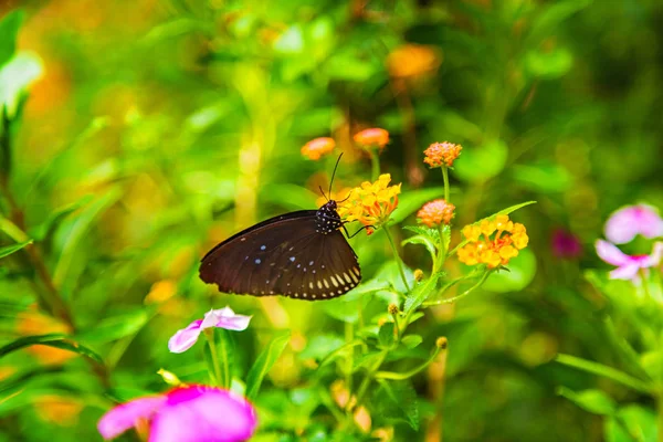 Mariposa sentada sobre una flor con hojas verdes a la luz del sol — Foto de Stock