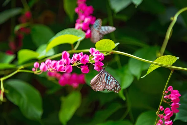 Mariposa sentada sobre una flor con hojas verdes a la luz del sol — Foto de Stock