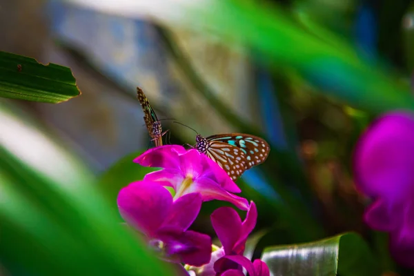 Mariposa sentada sobre una flor con hojas verdes a la luz del sol — Foto de Stock