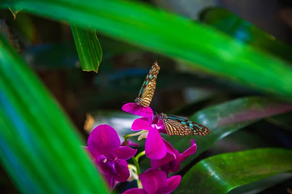 Mariposa sentada sobre una flor con hojas verdes a la luz del sol — Foto de Stock