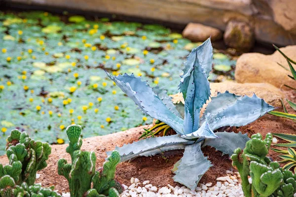 Agave blu con cactus verde nel primo piano della serra — Foto Stock