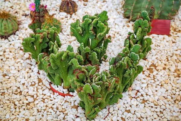 Cactus verde en el primer plano del invernadero — Foto de Stock