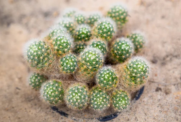 Cactus verde en el primer plano del invernadero — Foto de Stock