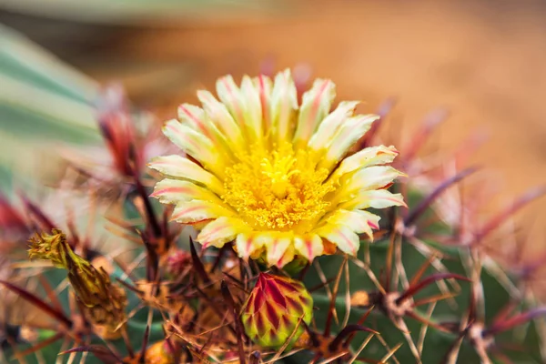 Kaktus brązowy z dużymi igłami i żółtym kwiatem w greenho — Zdjęcie stockowe