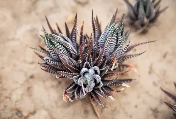 Cactus marrone in serra primo piano — Foto Stock