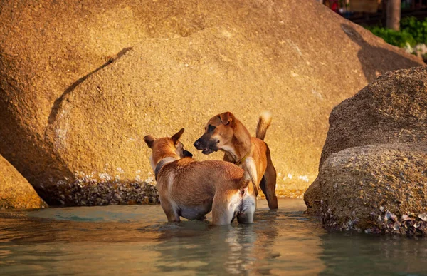 Grande cão nadando no mar no fundo de grandes pedras em — Fotografia de Stock