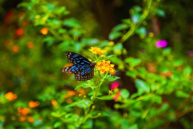 Kelebek güneş ışığında yeşil yaprakları ile bir çiçek üzerinde oturan