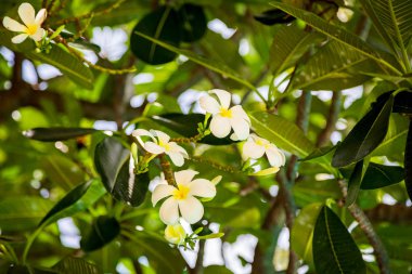 Plumeria yeşil yaprakları olan bir ağaç üzerinde beyaz