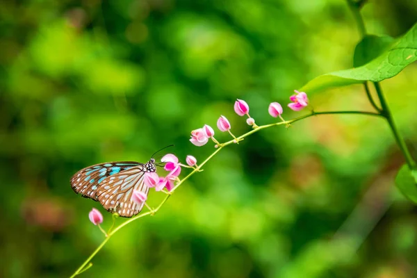 Mariposa sentada sobre una flor con hojas verdes a la luz del sol — Foto de Stock