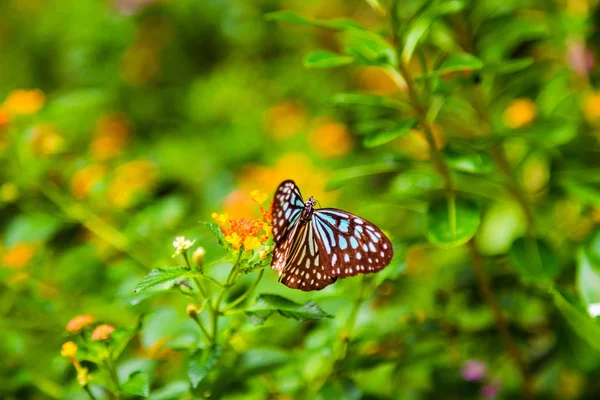 Mariposa sentada sobre una flor con hojas verdes a la luz del sol — Foto de Stock