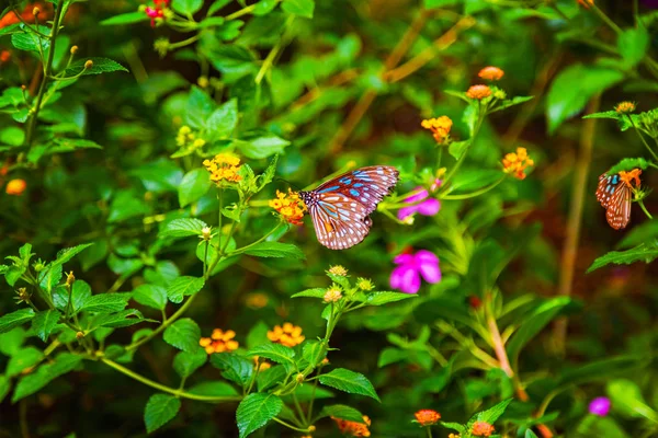 Butterfly sitting on a flower with green leaves in sunlight — Stock Photo, Image