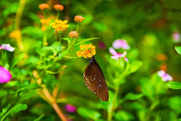 Mariposa sentada sobre una flor con hojas verdes a la luz del sol — Foto de Stock