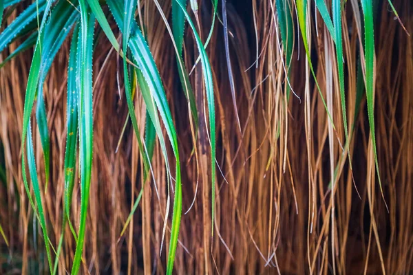 Пальмы в лучах солнца — стоковое фото
