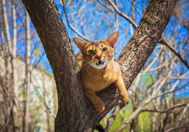 Güneşte bir ağaç üzerinde oturan Abyssinian kedi