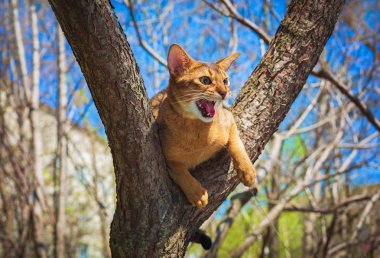 Güneşte bir ağaç üzerinde oturan Abyssinian kedi