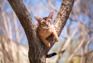Güneşte bir ağaç üzerinde oturan Abyssinian kedi