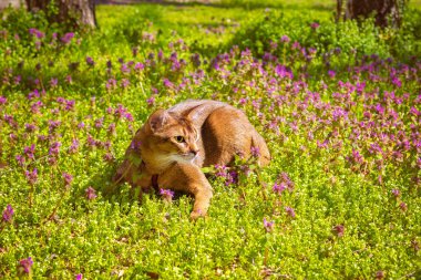 Abyssinian kedi güneşte çiçeklerle çimenlerde oturan