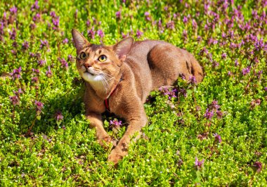 Abyssinian kedi güneşte çiçeklerle çimenlerde oturan