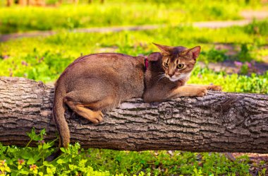 Abyssinian kedi güneşte bir ağaç kütüğü üzerinde oturan