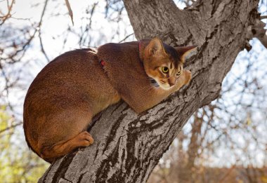 Güneşte bir ağaç üzerinde oturan Abyssinian kedi