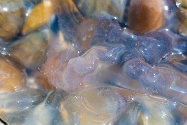 Eldeki denizanası makro closeup