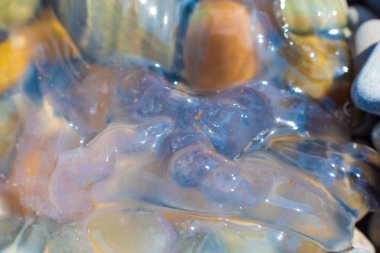 Eldeki denizanası makro closeup