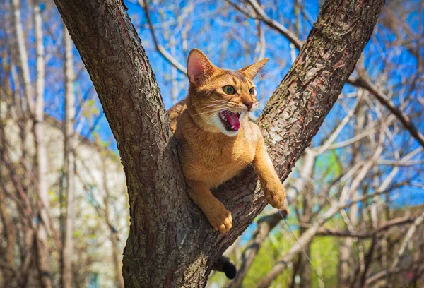 Kot Abyssinian siedzi na drzewie w słońcu — Zdjęcie stockowe