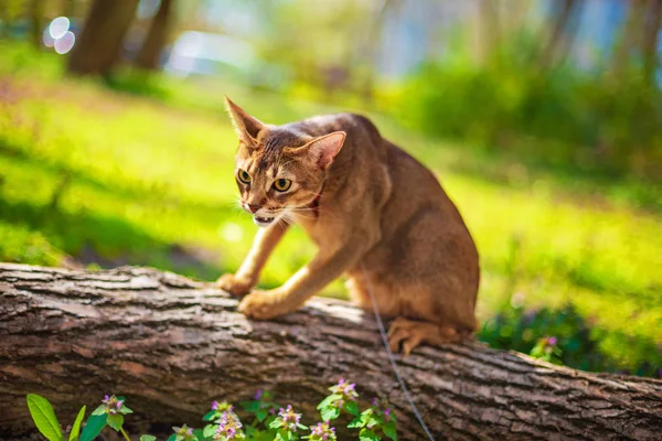 Abyssinian cat sitting on a tree log in the sun — Stock Photo, Image