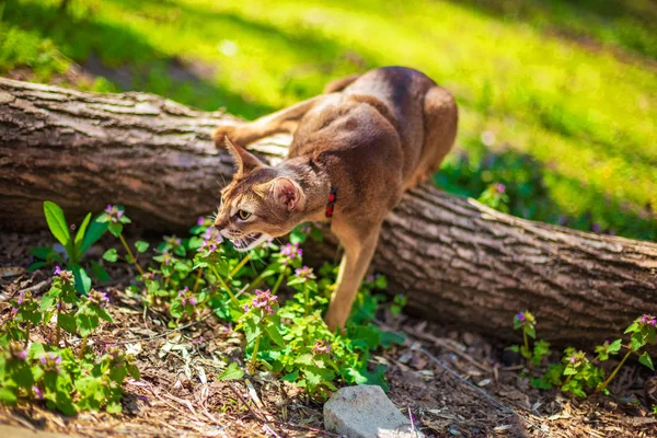 Gato abissínio sentado em um tronco de árvore ao sol — Fotografia de Stock