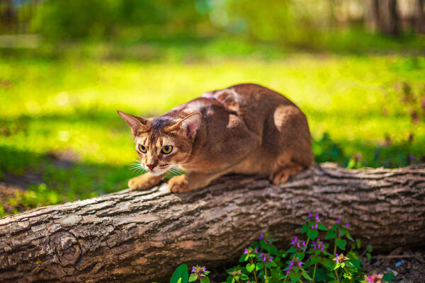 Abyssinian cat sitting on a tree log in the sun