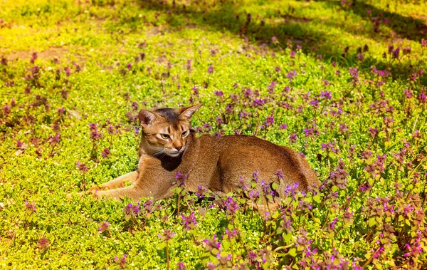 Abyssinian cat sitting in the grass with flowers in the sun — Stock Photo, Image