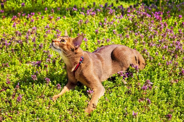 Gato abissínio sentado na grama com flores ao sol — Fotografia de Stock