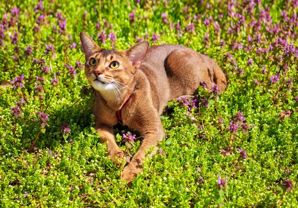 Abyssinian cat sitting in the grass with flowers in the sun — Stock Photo, Image