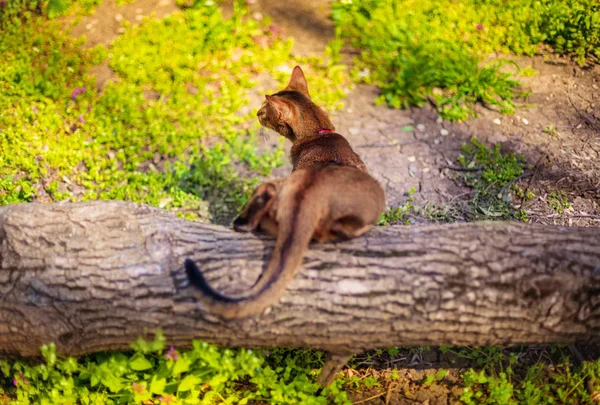 Gato abisinio sentado en un tronco de árbol al sol — Foto de Stock