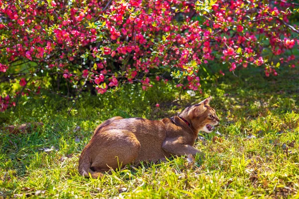 Gato abissínio sentado na grama com flores ao sol — Fotografia de Stock