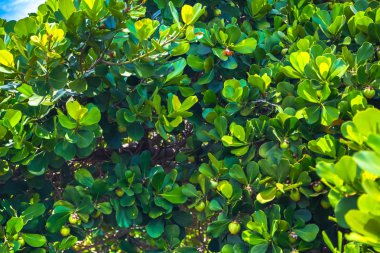 Ağaçtaki meyve. Yeşil Çalı. Küba Havana