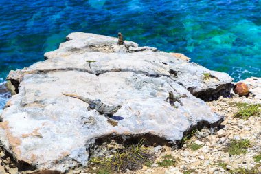 Iguanalar. Karayip denizinden. Isla Mujeres. Meksika