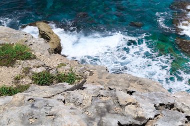 Iguanalar. Karayip denizinden. Isla Mujeres. Meksika