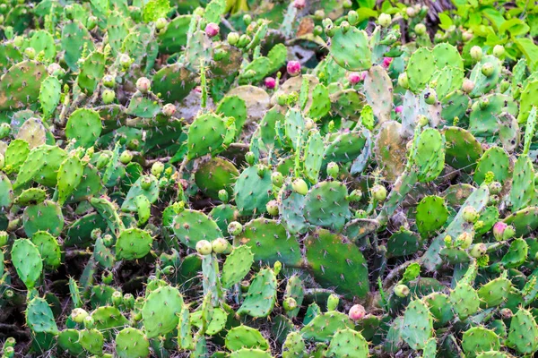 Hrot jehlové kaktus na zelené rostliny. Mexiko-Yucatan — Stock fotografie
