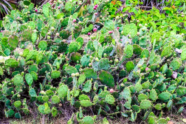 Hrot jehlové kaktus na zelené rostliny. Mexiko-Yucatan — Stock fotografie