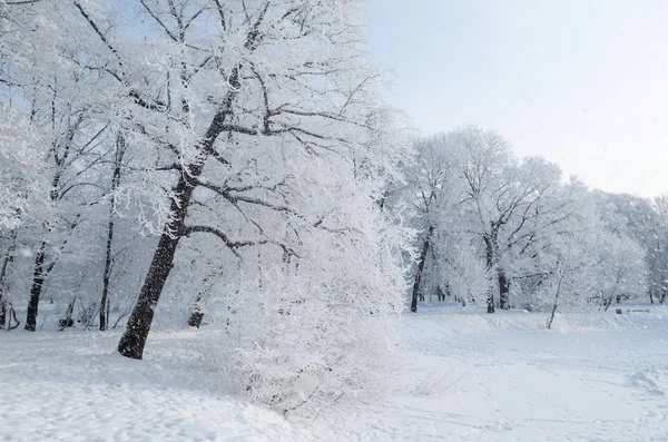 Natural Landscape Park Ground Trees Lot Snow Beautiful Cold Winter — Stock Photo, Image