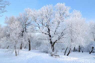 Doğal peyzaj Park.On yere ve ağaçlar kar çok. Güzel ve soğuk kış.