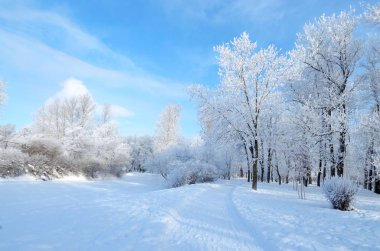 Doğal peyzaj Park.On yere ve ağaçlar kar çok. Güzel ve soğuk kış.