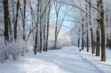 Doğal peyzaj Park.On yere ve ağaçlar kar çok. Güzel ve soğuk kış.