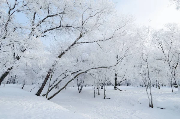 Naturlandschaft Park Auf Dem Boden Und Den Bäumen Liegt Viel — Stockfoto