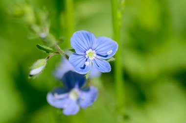 Veronica otu. Alan çiçek mavi. Alanları ve çayırlar yaz aylarında yetişir.